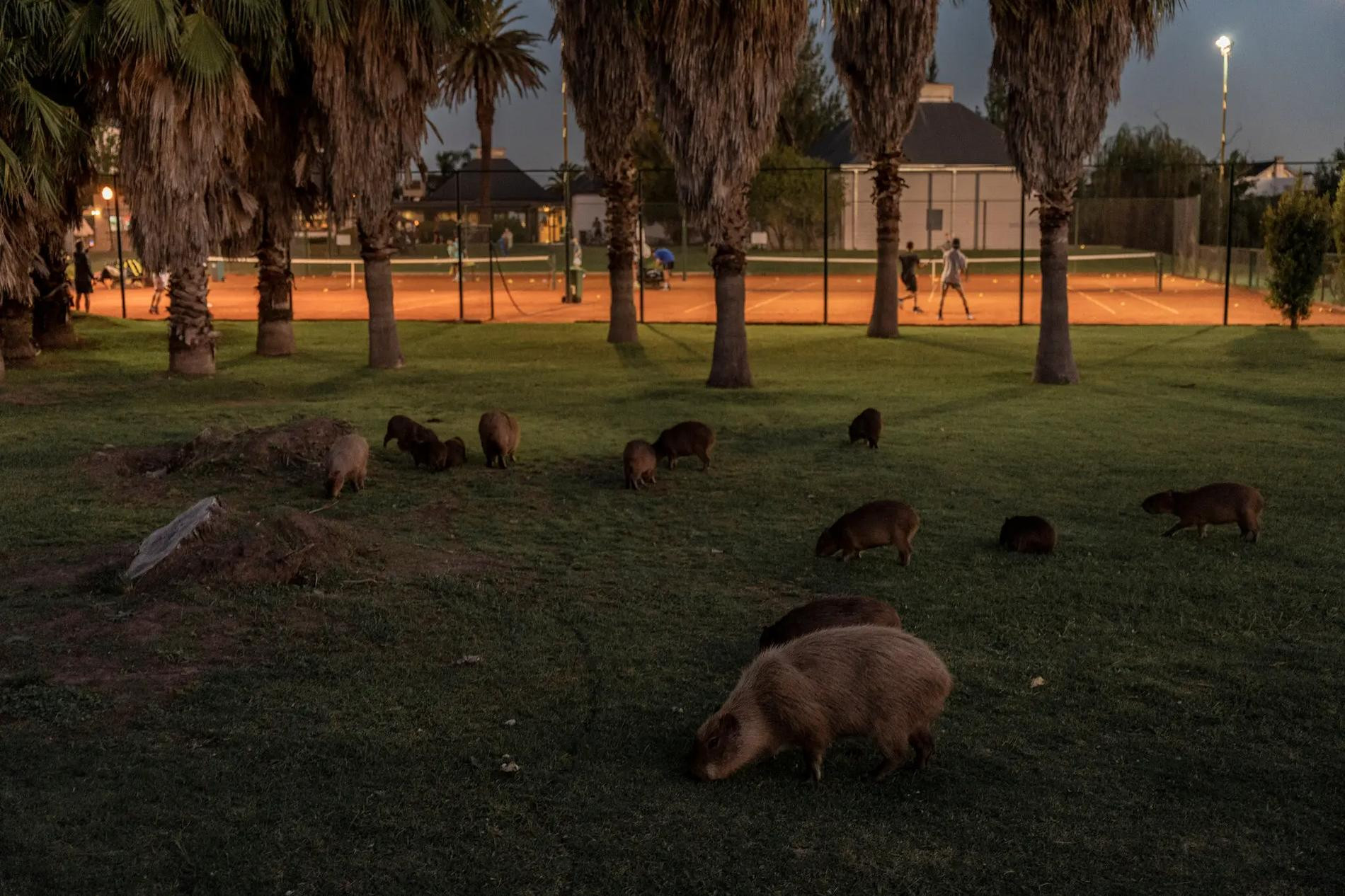 Нордельта. Фото: The New York Times