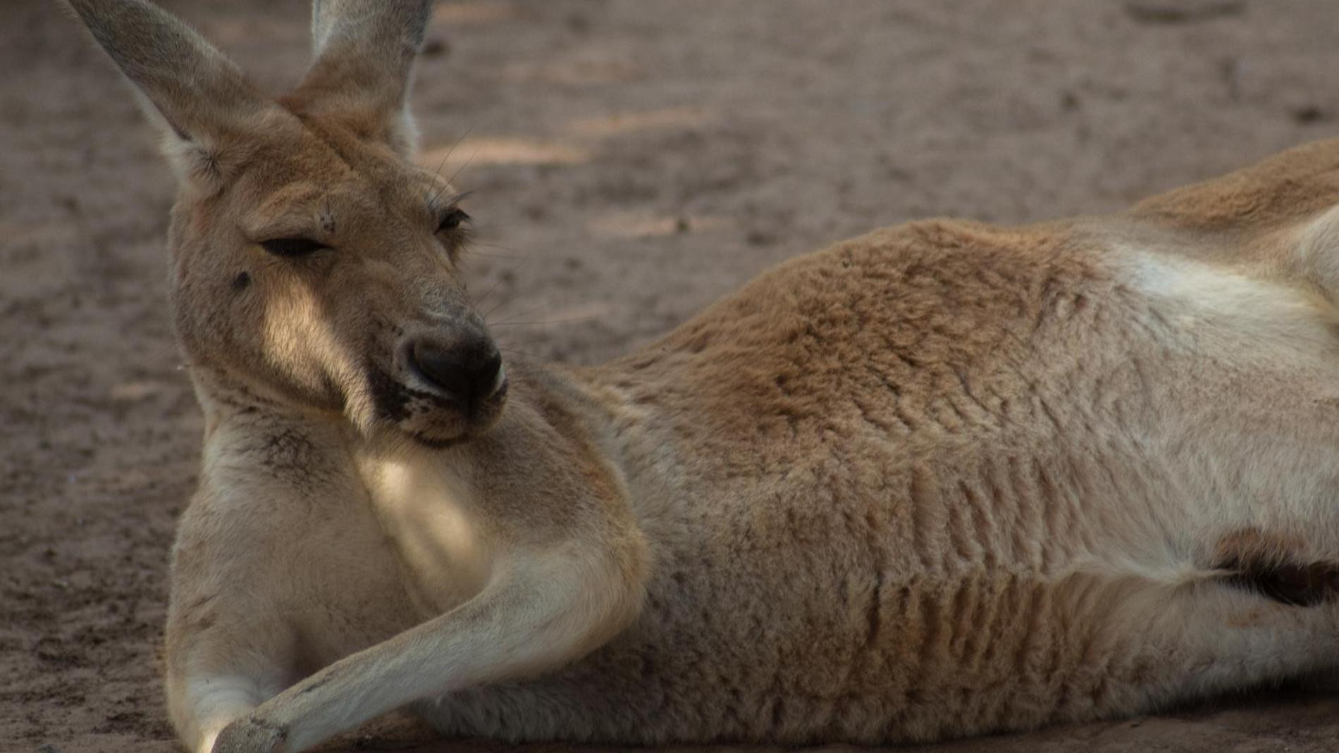 Кенгуру. Фото: Freepik