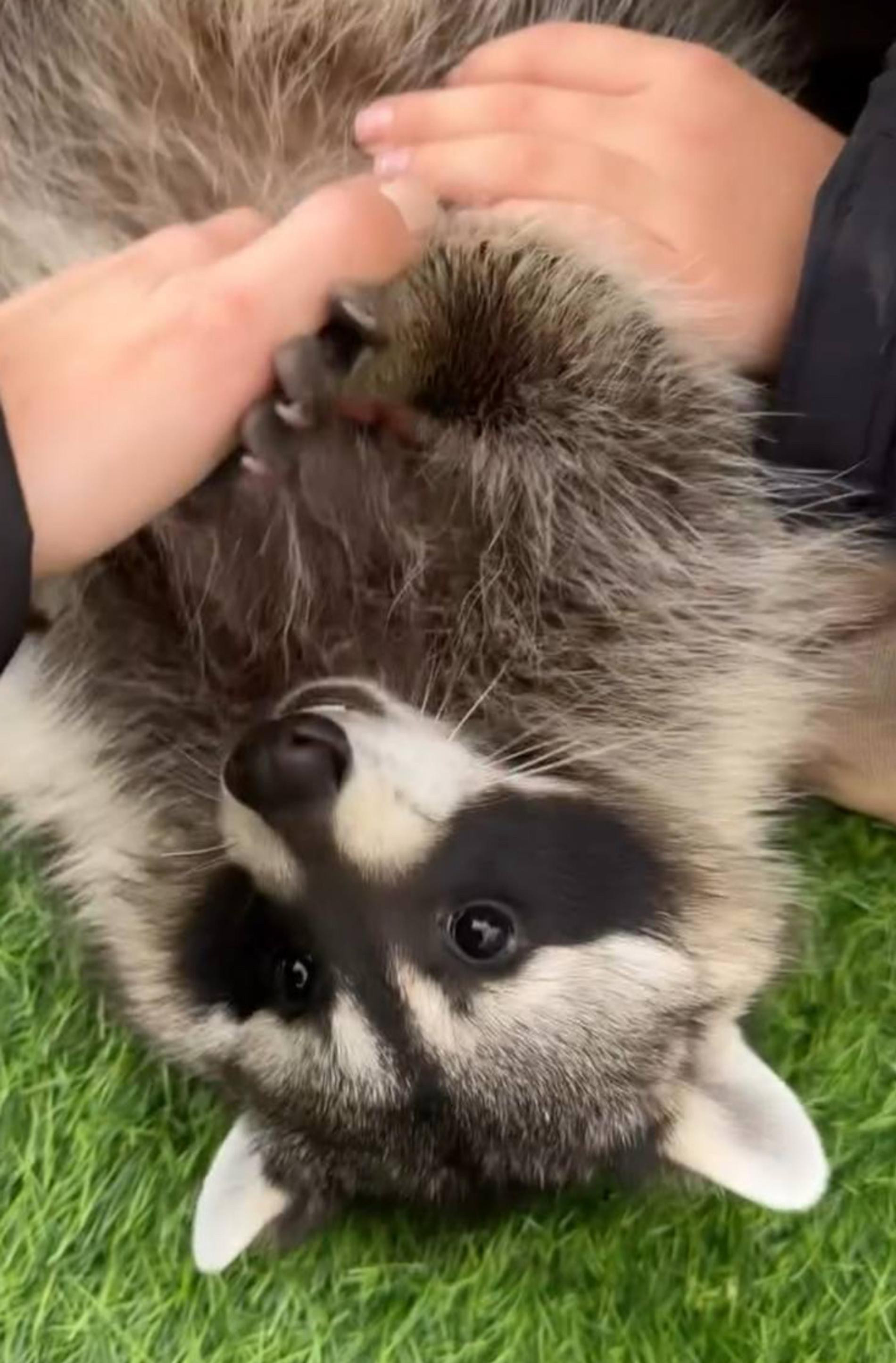 Енот Педро. Фото: Инстаграм (запрещён в РФ) @samoylovaoxana