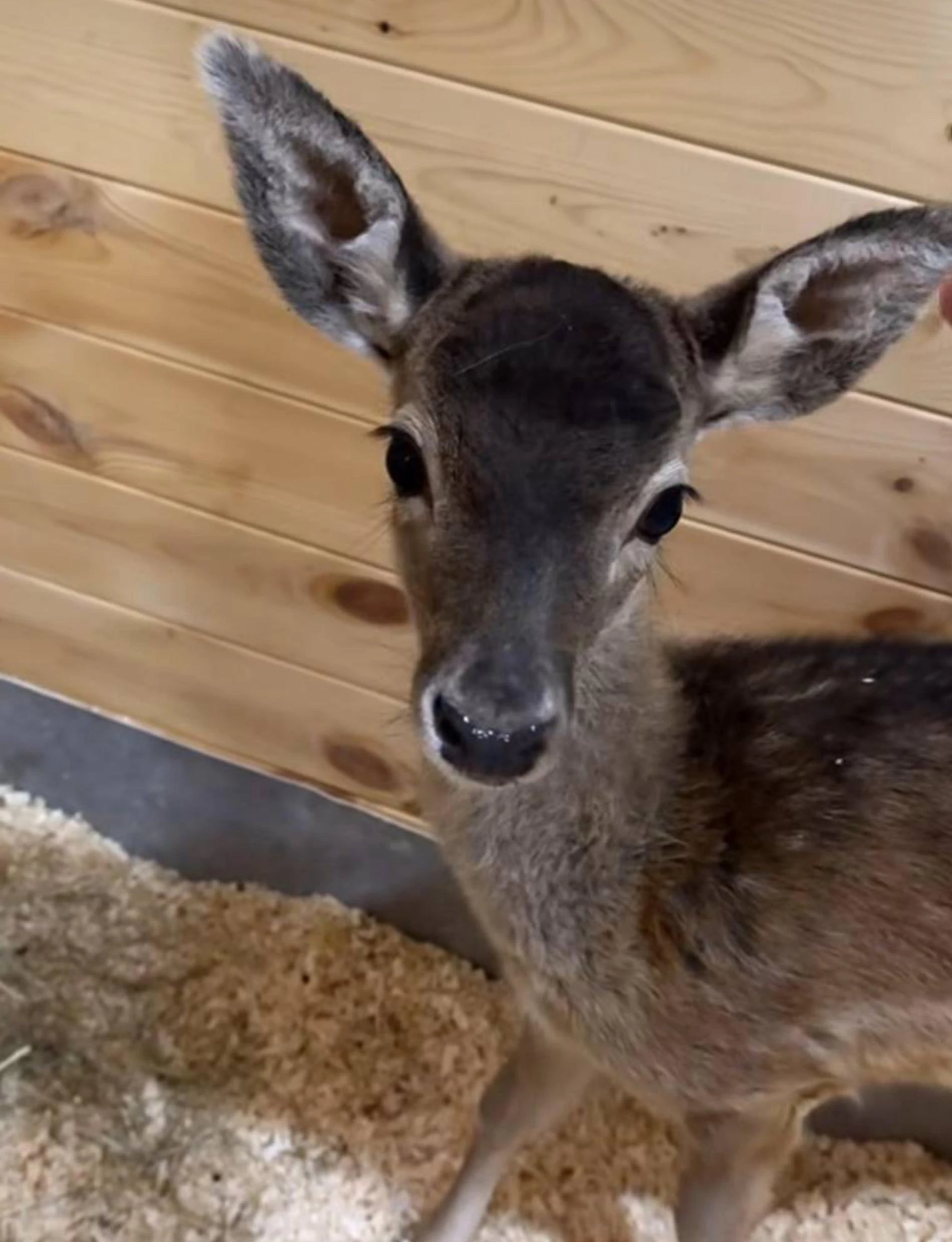 Олень Роси. Фото: Инстаграм (запрещён в РФ) @samoylovaoxana